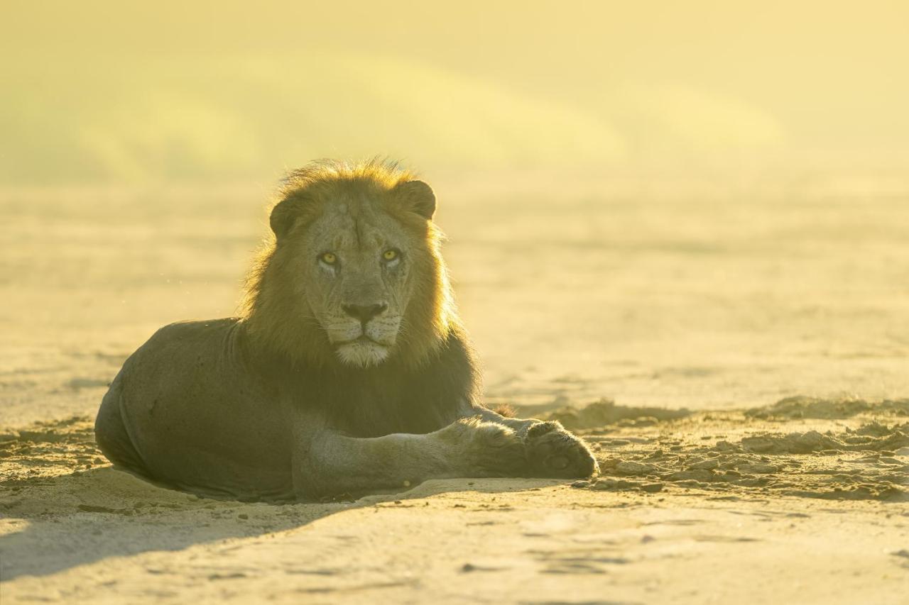 Rhino Sands Safari Camp Manyoni Private Game Reserve 外观 照片