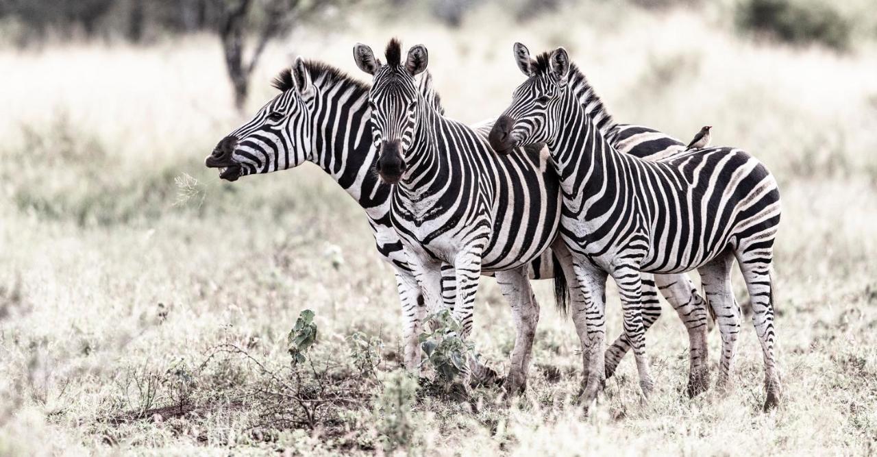 Rhino Sands Safari Camp Manyoni Private Game Reserve 外观 照片